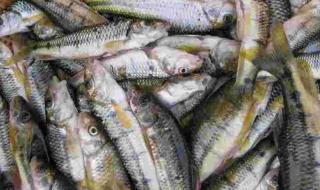 野生石斑鱼 野生石斑鱼